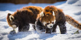 What do red pandas do when it gets cold?