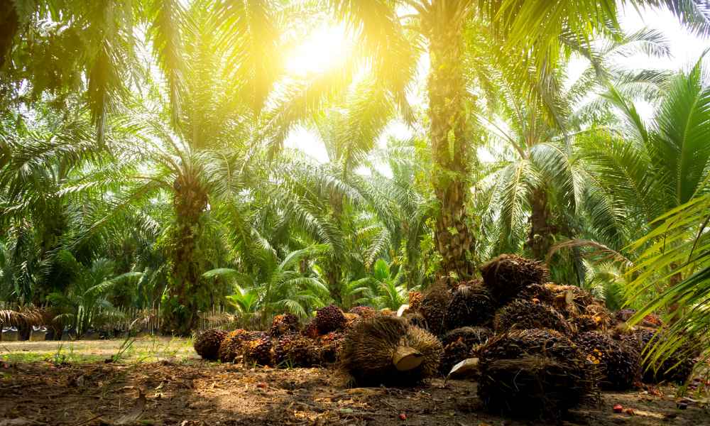 Isn't Harvesting Palm Oil Bad For The Environment?