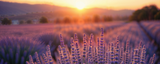 Lavender & Patchouli Scent Layering for an Evening Routine