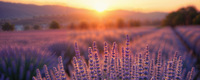 Lavender & Patchouli Scent Layering for an Evening Routine
