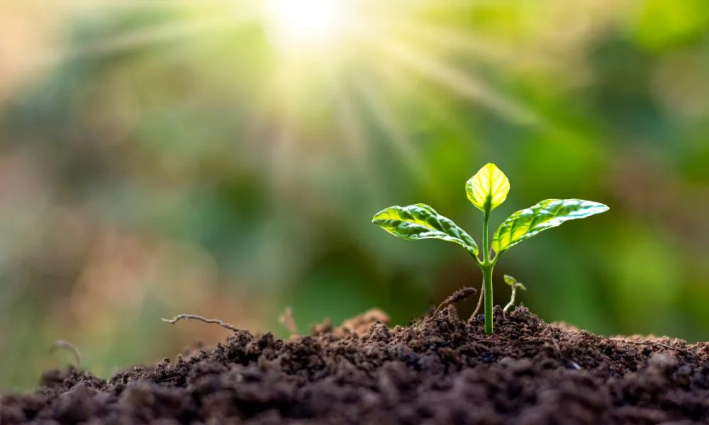 Unleash the Power of Plants: The Magic of Vegan Bar Soap