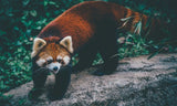 The Red Panda: So cute and our mascot