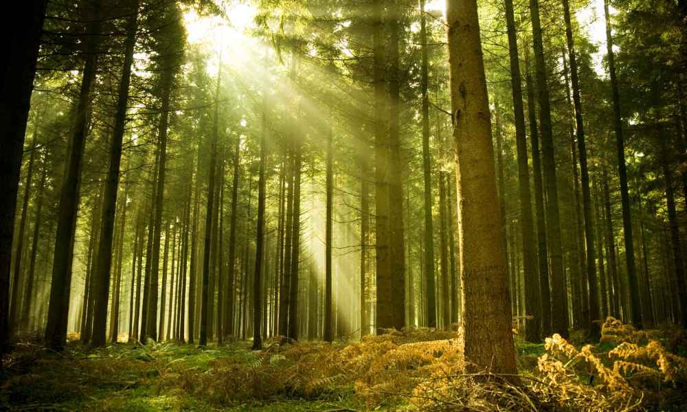 Experience The Refreshing Scent Of Ter-Pine Forest