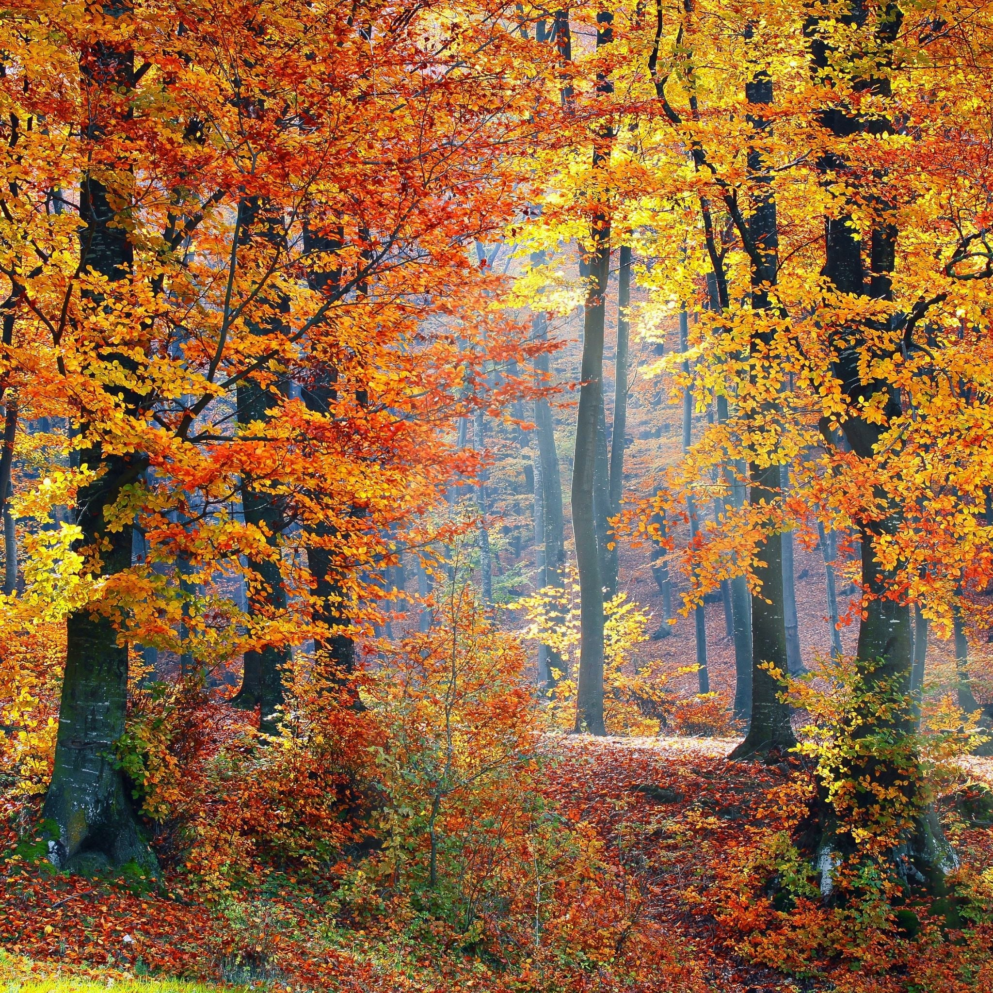 Autumn trees with golden and orange leaves, sunlight shining through the branches on a crisp fall day