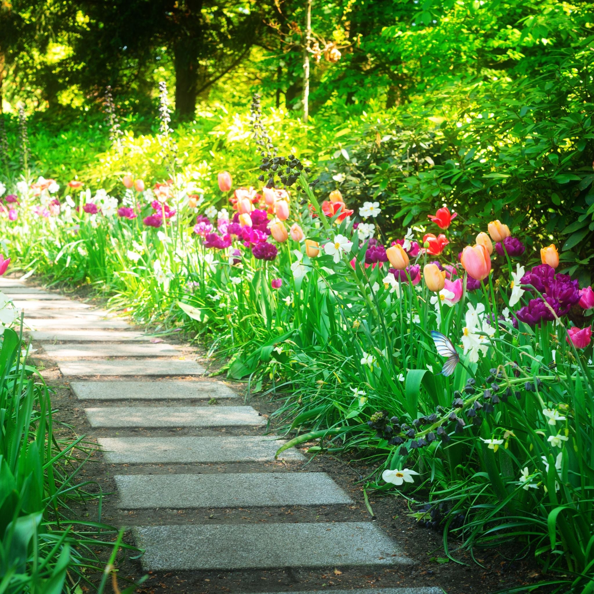 a pathway lined with tulips, with the sunshine peeking through the trees, brightening up the floral background
